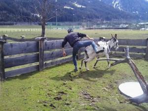 Nicht jeder Esel lässt sich reiten!!!!!!!